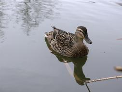 Mallard Duck Pond