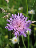 purple Flower Plant in Forest