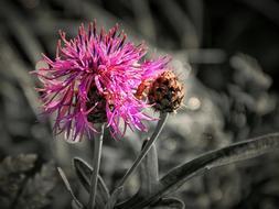 Thistle Close Up Effect