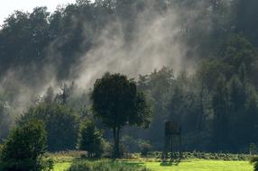 Forest Fog Trees