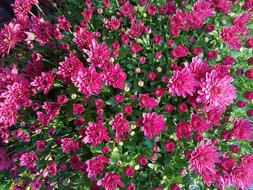 Chrysanthemum Flower Autumn Kogiku