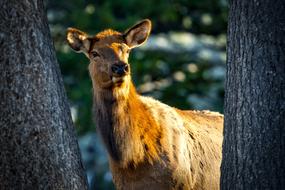 Beautiful cute cow elk among the plants