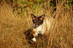 gorgeous Cat Mieze Siam