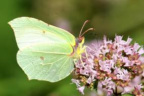 Flowers Insect