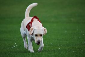 enchanting Dog Labrador
