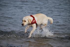 labrador with a red harness on the banks of the river Elba