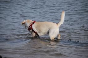 labrador in water