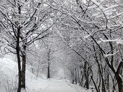 Winter Snow Road