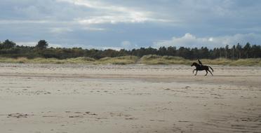Beach Sand Horse