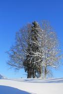 Winter Landscape Tree