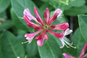Flower Nature Colour