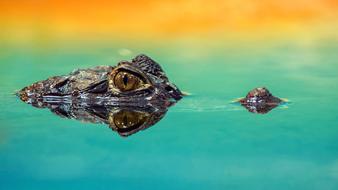 Close-up with the eye of crocodile above the water