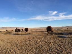 enchanting Camel Sky Cloud