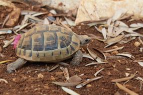 Close-up of the cute, beautiful and colorful turtle, among the colorful leaves and rocks