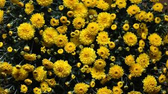 Flower Chrysanthemum Autumn