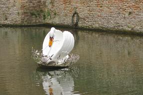 decorative figure of a swan in a pond