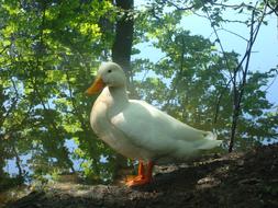 Pond Waterfowl in the shade of a tree