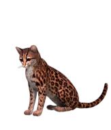 drawn spotted cat