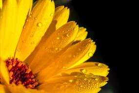 Marigold Calendula Orange