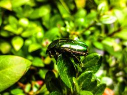 Germany Beetle Green