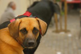 brown and black domestic dogs