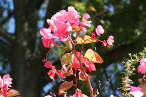 Flowers Pink Blossom