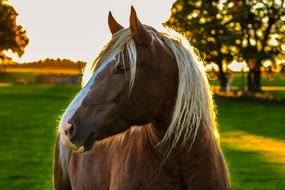 horse on meadow at sunset