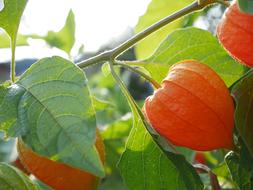 Physalis Plant Fruits