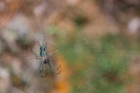 Spider Web Network