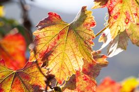 Wine Leaf Harvest