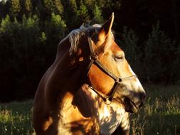 brown horse in the sun