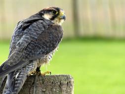 lanner falcon sits on a log