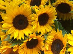 Sunflower Summer