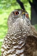 Hawk Bird-Of-Year