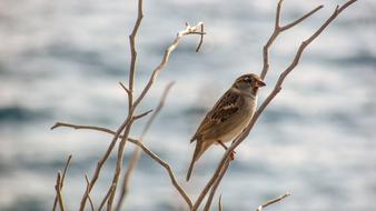 enchanting Sparrow Bird Tree