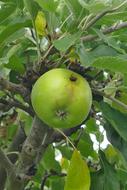 Apple Tree Fruit