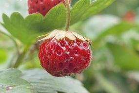 Strawberry Outdoor Close Up