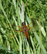 Dragonfly Insect at Nature