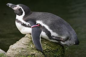 Penguin Humboldt