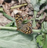 gorgeous brown Butterfly