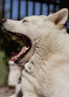 Dog Teeth white