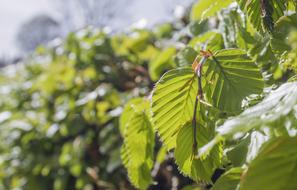 Leaves Tree Nature