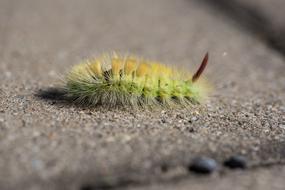 Caterpillar Green