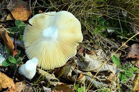 Mushroom Forest Floor