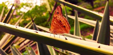 Red incredible Butterfly close-up