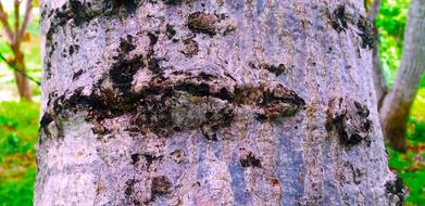 Trunk Nature Wood Tree