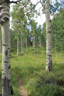 Colorado Aspen Grove Trail