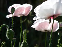 Flower Poppy Blossom