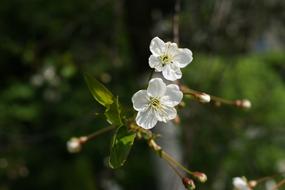 Spring Tree Nature