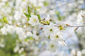 Spring Tree Sunny